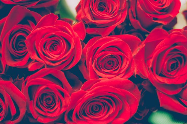 selective focus photography of bouquet of red rose flowers