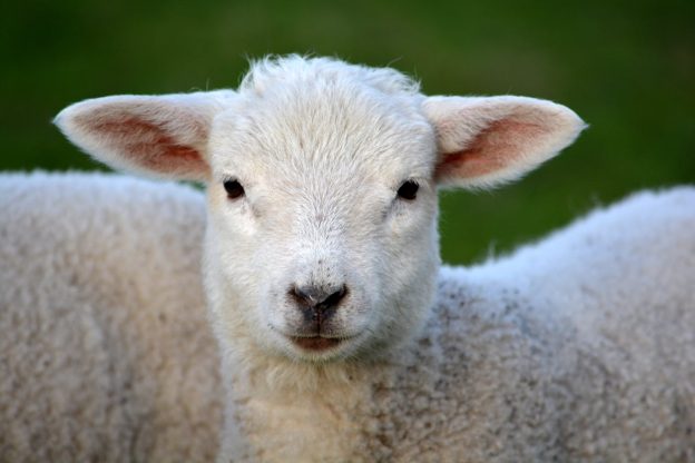 white coated lamb